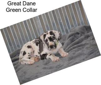 Great Dane Green Collar