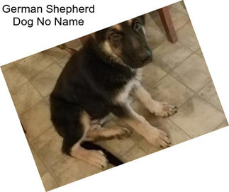 German Shepherd Dog No Name