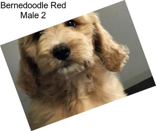 Bernedoodle Red Male 2