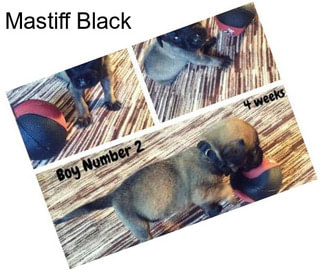 Mastiff Black