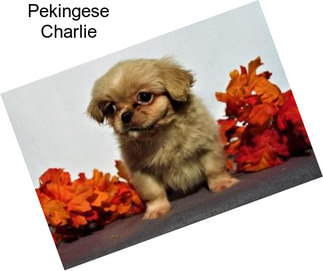 Pekingese Charlie