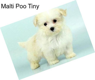 Malti Poo Tiny