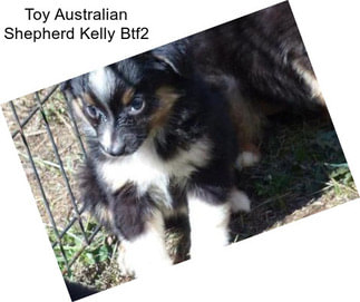 Toy Australian Shepherd Kelly Btf2