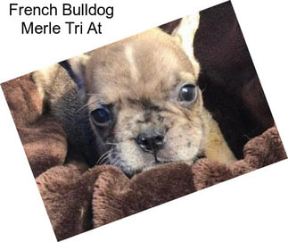 French Bulldog Merle Tri At