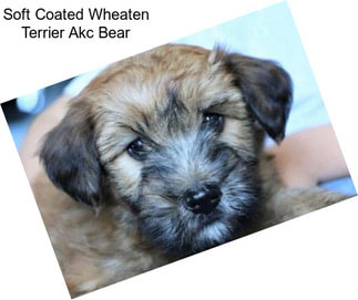 Soft Coated Wheaten Terrier Akc Bear