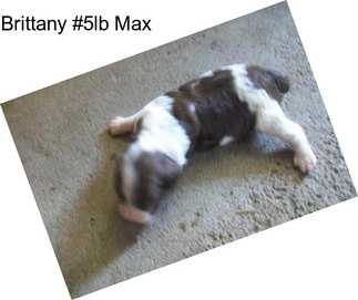 Brittany #5lb Max