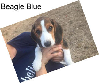 Beagle Blue