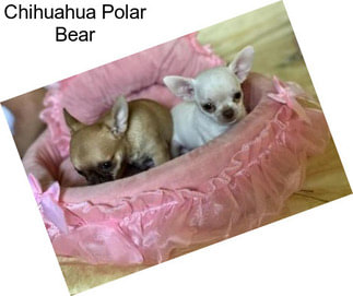 Chihuahua Polar Bear