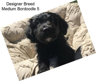 Designer Breed Medium Bordoodle 5