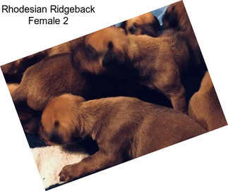 Rhodesian Ridgeback Female 2