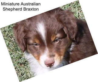 Miniature Australian Shepherd Braxton