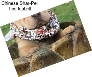 Chinese Shar-Pei Tips Isabell