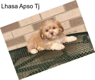 Lhasa Apso Tj