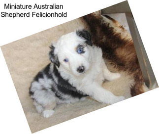 Miniature Australian Shepherd Felicionhold