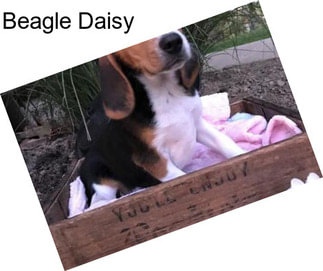Beagle Daisy