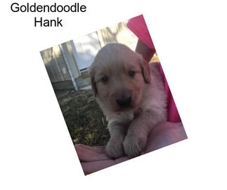Goldendoodle Hank