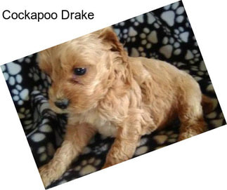 Cockapoo Drake