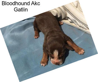 Bloodhound Akc Gatlin
