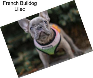 French Bulldog Lilac