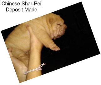 Chinese Shar Pei Dogs For Sale In New Mexico Agriseek Com