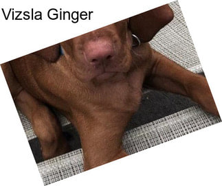 Vizsla Ginger