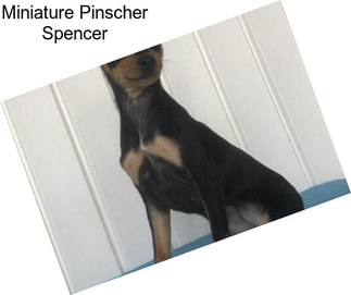 Miniature Pinscher Spencer