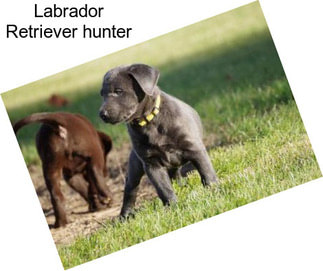 Labrador Retriever \