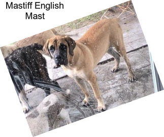 Mastiff English Mast
