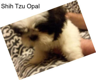 Shih Tzu Opal