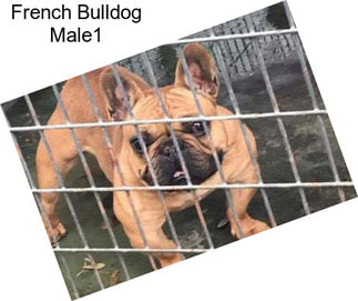 French Bulldog Male1