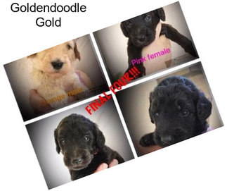 Goldendoodle Gold