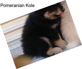 Pomeranian Kole