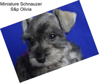 Miniature Schnauzer S&p Olivia