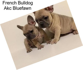 French Bulldog Akc Bluefawn