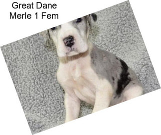 Great Dane Merle 1 Fem