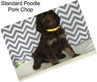 Standard Poodle Pork Chop