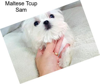 Maltese Tcup Sam