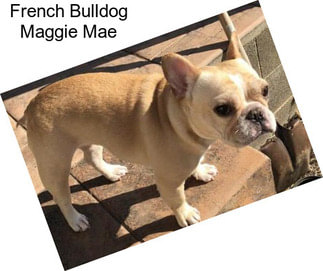 French Bulldog Maggie Mae