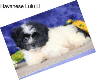 Havanese Lulu Ll