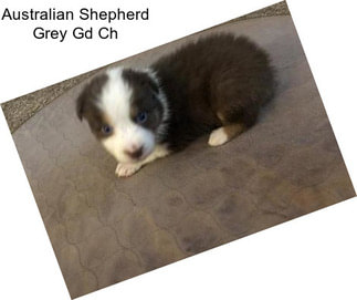 Australian Shepherd Grey Gd Ch