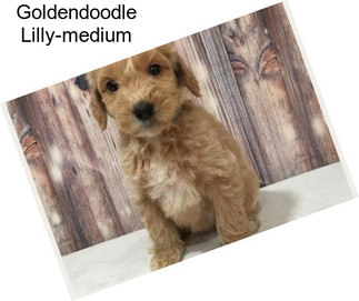 Goldendoodle Lilly-medium