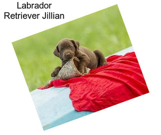 Labrador Retriever Jillian