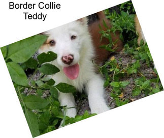 Border Collie Teddy