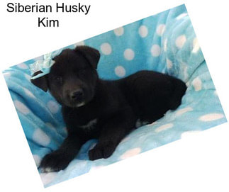 Siberian Husky Kim