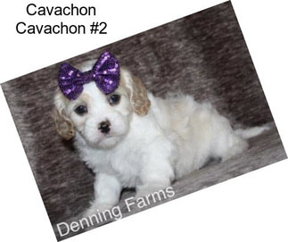 Cavachon Cavachon #2