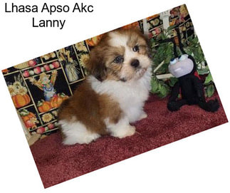 Lhasa Apso Akc Lanny