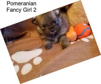 Pomeranian Fancy Girl 2