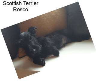 Scottish Terrier Rosco