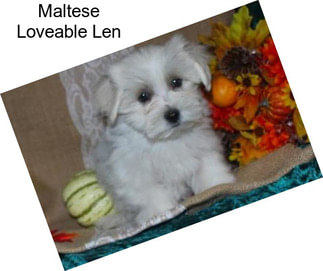 Maltese Loveable Len