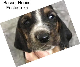 Basset Hound Festus-akc